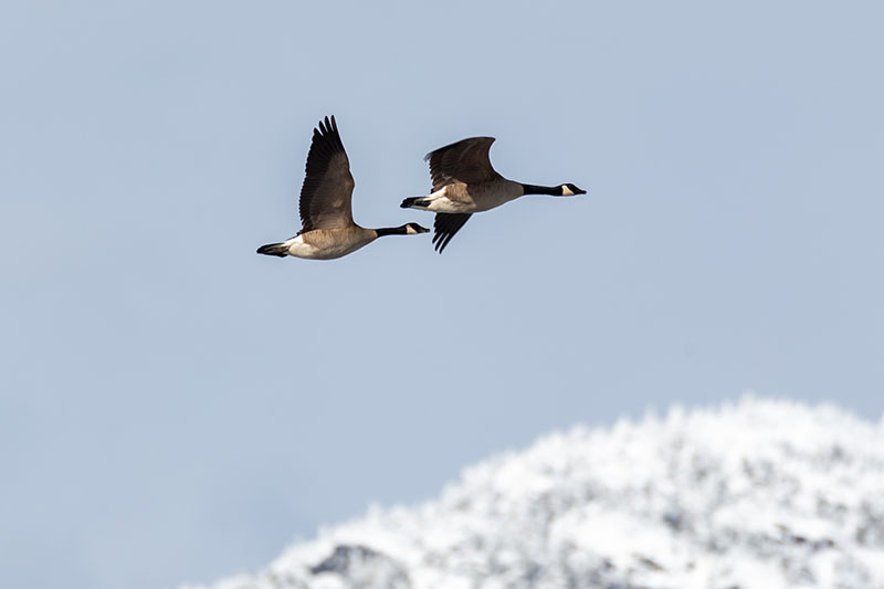 Monthly bird walk