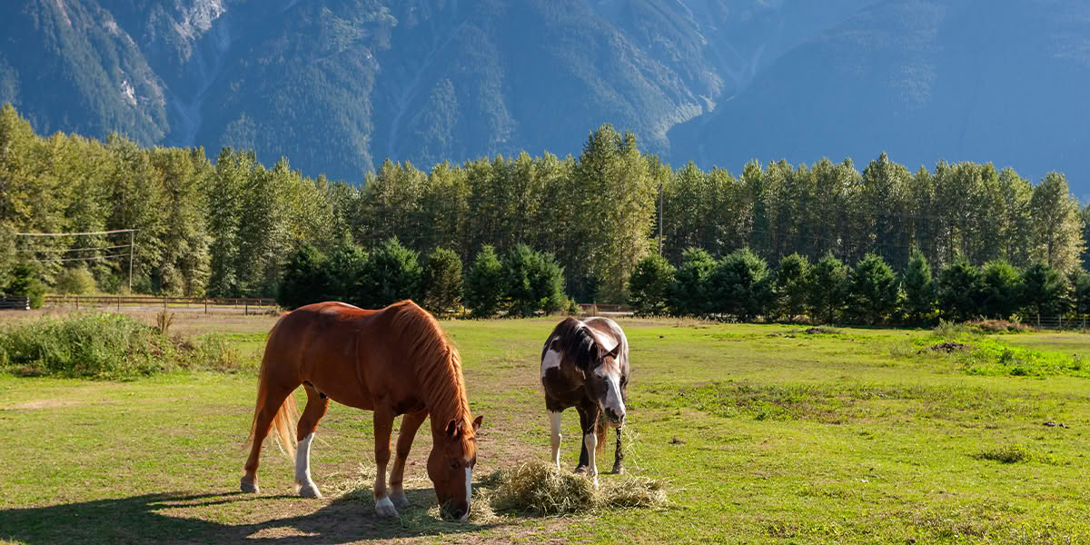 Pemberton