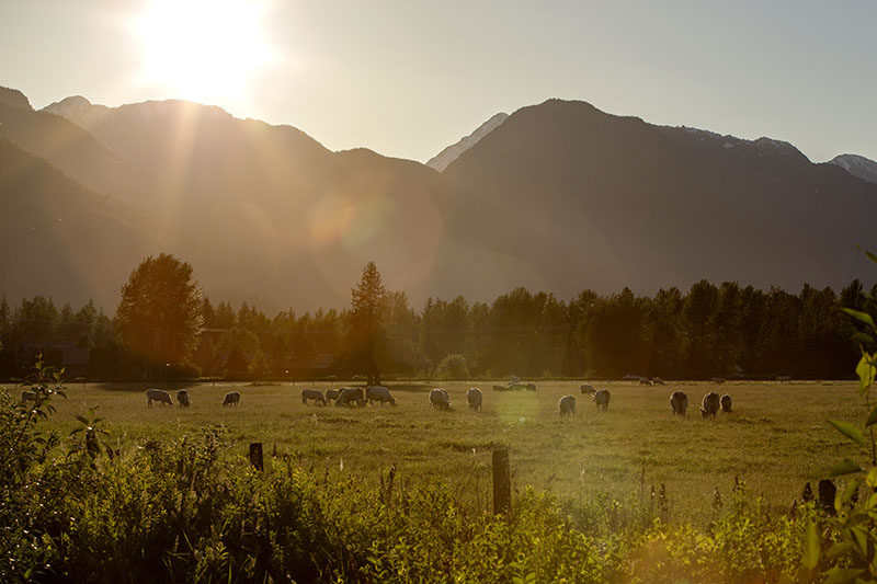Pemberton