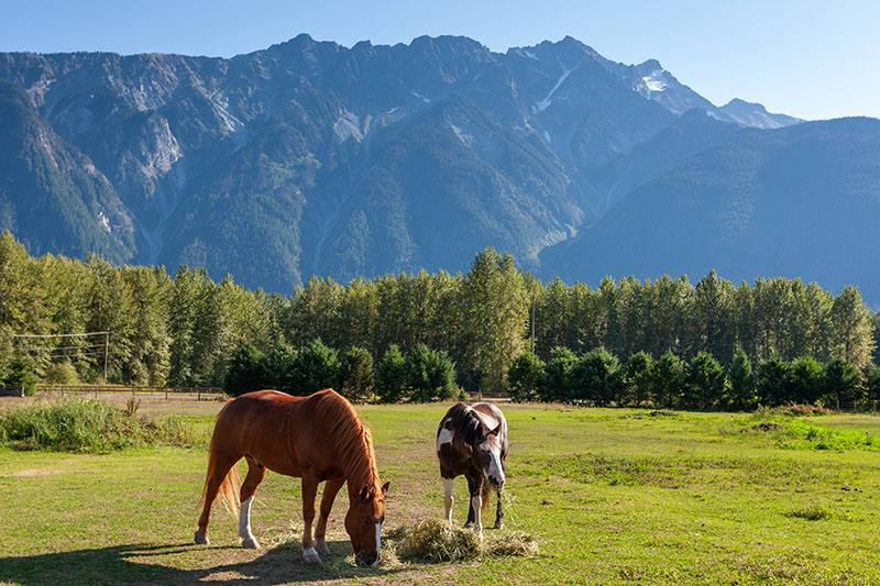 Pemberton horses